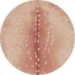 0361BLS296 Spotted Hide Blush 8ft Round
