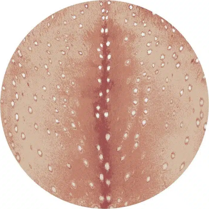 0361BLS296 Spotted Hide Blush 8ft Round